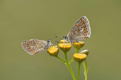 Icarusblauwtje, Common Blue, Polyommatus icarus