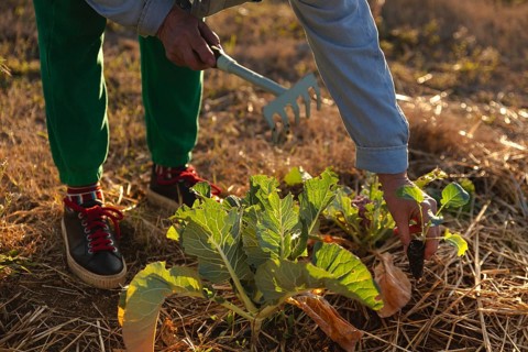 A woman tending a vegetable garden with a small rake, focusing on leafy greens in Barcelona, Spain.