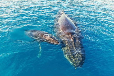 Mother and Calf Humpback Whales surfacing, Hervey Bay, Queensland, Australia