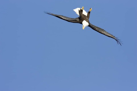 Bald Eagle Haliaeetus leucocephalus Homer, ALASKA, USA February Adult upside down dropping on fish.