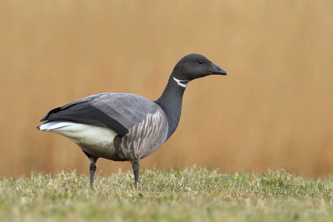 Brent goose (Branta bernicla) standing in a meadow, Wildlife, Geese, Lauwersmeer National Park,
