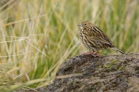 South Georgia Pipit (Anthus antarcticus) perched on tussock grass on South Georgia Island