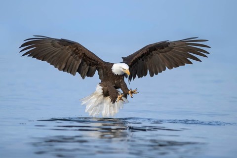 Bald Eagle (Haliaeetus leucocephalus) hunting, Alaska, USA