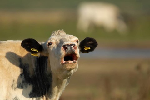 Domestic cattle or cow (Bos taurus) adult farm animal calling or mooing in a field, England, United