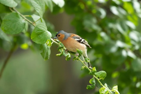 Eurasian chaffinch (Fringilla coelebs) adult male garden bird collecting insects for food in a