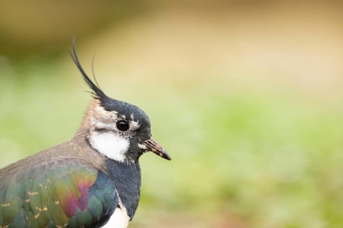Northern lapwing (Vanellus vanellus) standing on a meadow, Bavaria, Germany