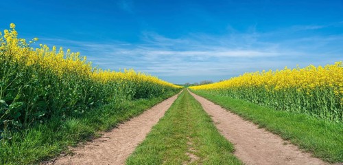 Cultural landscape in spring, straight symmetrical dirt road through blooming rapeseed fields, blue