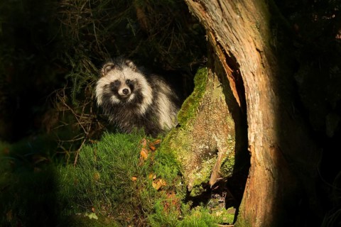 Raccoon dog (Nyctereutes procyonoides) adult in forest at night, Bavaria, Germany
