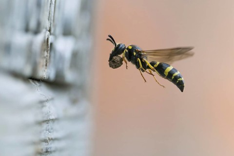 Large stalked wasp (Symmorphus murarius), flying, transporting nesting material into its nesting