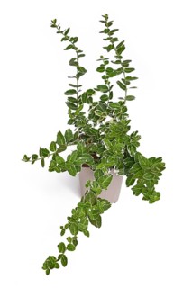 'Euonymus fortune' spindle tree plant in flower pot on white background