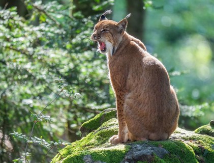 Eurasian lynx (Lynx lynx) sitting on a moss-covered rock in the forest and yawning, teeth visible,