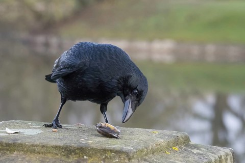 A crow (Corvus corone) examining a mussel on a stone bridge pier, Hesse, Germany