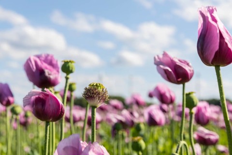 Field with blue poppy (Papaver somniferum) in bloom, Penig, Saxony, Germany