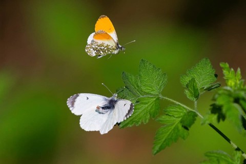 Pair of Orange-tip, Orange Tip, (Anthocharis cardamines), butterflies, courtship displaying, the