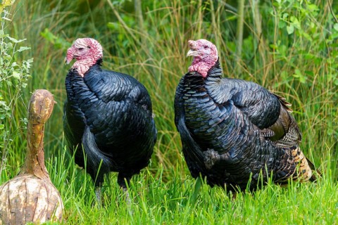 Two turkeys standing next to each other on a green meadow with a tree stump, turkey (Meleagris