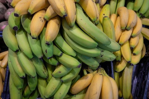 Ripe and unripe bananas (Musa), Bavaria, Germany