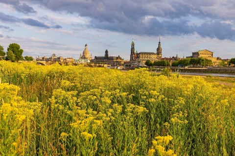 Flowering Elbe meadows in Dresden's Old Town with silhouette