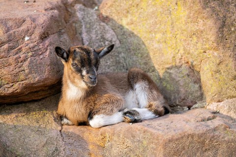 Domestic goat (Capra hircus) youngster lying on the ground, Bavaria, Germany