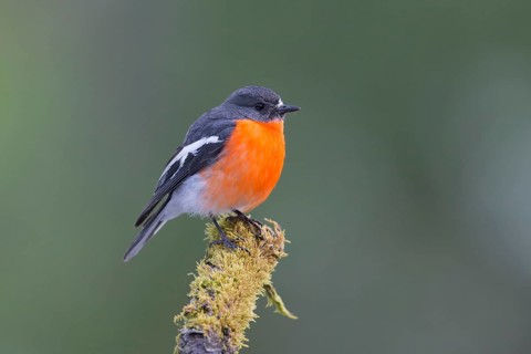 Flame Robin (Petroica phoenicea) male, Victoria, Australia