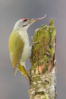 Grey-headed Woodpecker (Picus canus) male perched at a tree trunk with outstretched tongue, Poland