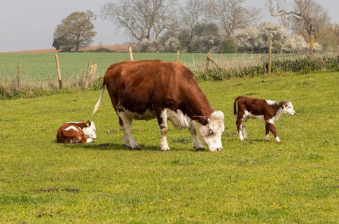 Hereford cattle, cow with calves in field, Boyton, Suffolk, England, UK
