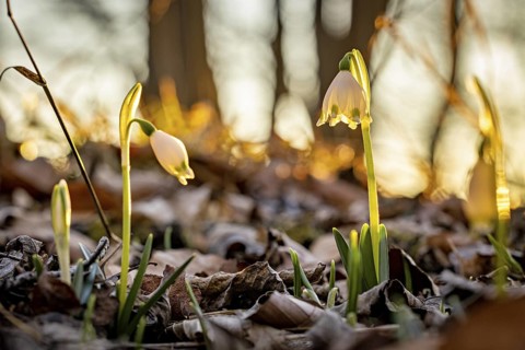 Snowdrops illuminated by the warm evening sun in a forest, surrounded by dry leaves, spring