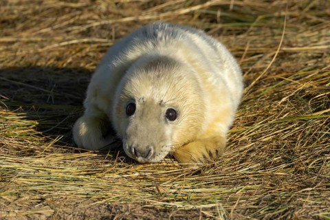Grey seal (Halichoerus grypus) juvenile baby pup animal resting on a sand dune by a beach in