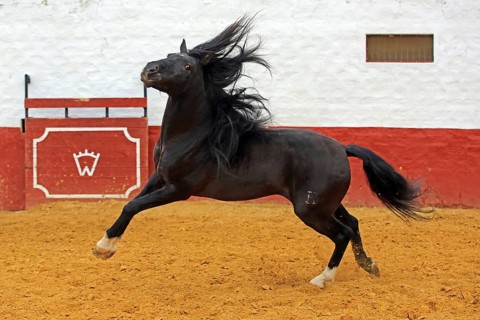 Andalusian horse, jumping, arena, black, black horse