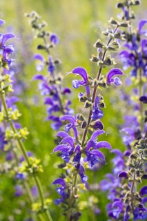 Meadow sage (Salvia pratensis) in bloom
