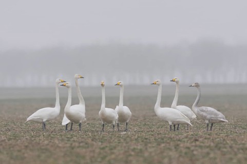 Whooper Swan (Cygnus cygnus) group in the fog, North-Rhine-Westphalia, Germany