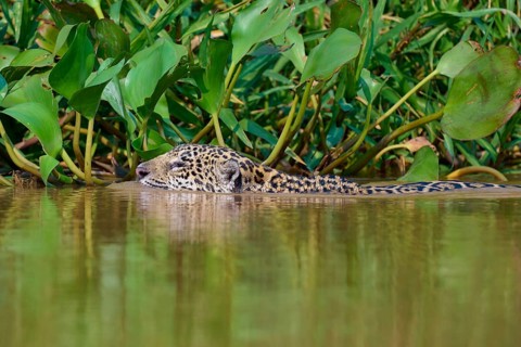 A jaguar floats serenely in the water surrounded by water lilies and plants, Jaguar (Panthera