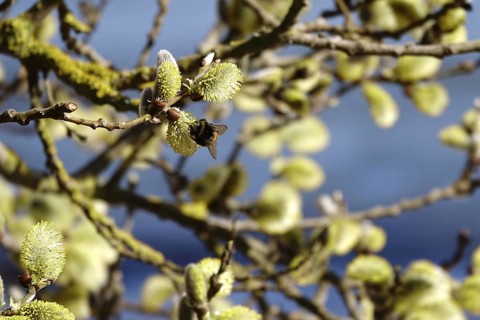 Willow catkins, Baltic Sea beach, Mecklenburg-Western Pomerania, Germany
