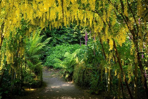 An arch or passageway with yellow flowering laburnum. A path and ferns. Trewidden Garden, Penzance,