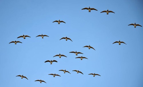 White-fronted geese (Branta leucopsis) flying on the Katinger Watt, Schleswig-Holstein, Germany