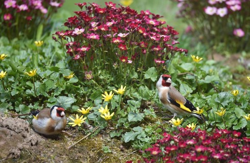 Goldfinch, goldfinch, (Carduelis carduelis) and moss saxifrage, (Saxifraga bryoides) in the garden,