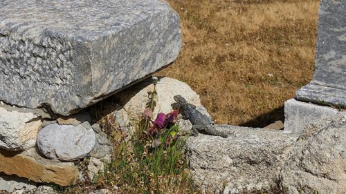Small lizard sunbathing on ancient stones, surrounded by wildflowers and a dry meadow, Kamiros,