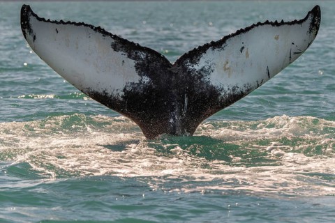 Close-up of a whale fluke protruding from the water surrounded by splashing ocean, diving humpback