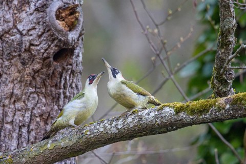 European green woodpecker (Picus viridis) Mating, Germany