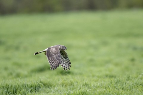 Hen harrier (Circus cyaneus), Emsland, Lower Saxony, Germany