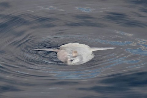 Moonfish (Mola mola)