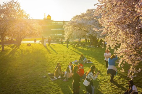 People enjoy picnicking and taking photos under the blossoming cherry trees, Dresden, Saxony,
