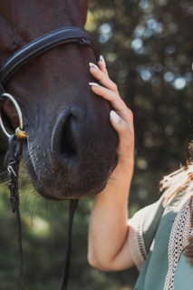 A young girl gently touches a horse muzzle, showcasing a moment of connection. The sunlight filters
