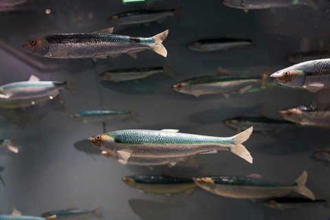 Herring, Clupeidae