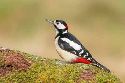 Great spotted woodpecker (Dendrocopus major), male on a branch overgrown with moss, wildlife,