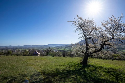 Spring landscape at Albtrauf with blooming cherry trees (Prunus avium) and a small hut overlooking