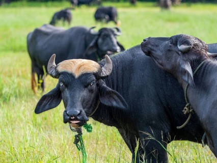 Water buffalo (Bubalus arnee) herd in the grass, Sri Lanka