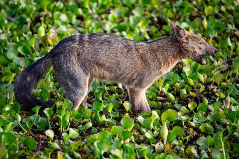 South American forest fox (Cerdocyon thous) Pantanal Brazil