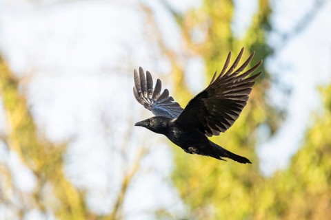 Carrion crow (Corvus corone) flying in a forest, Bavaria, Germany