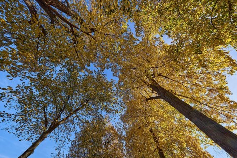 Linden trees (Tilia), treetops, light-flooded autumn leaves, vertical frog perspective, sidelight,