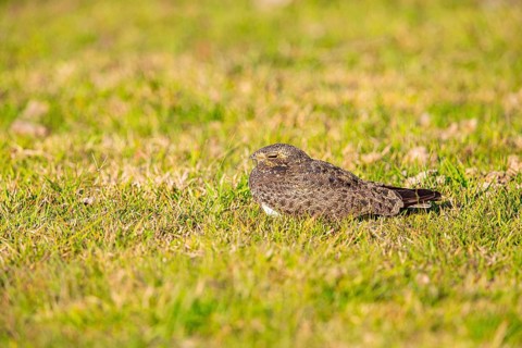 White-bellied Nightjar (Podager nacunda) Pantanal Brazil